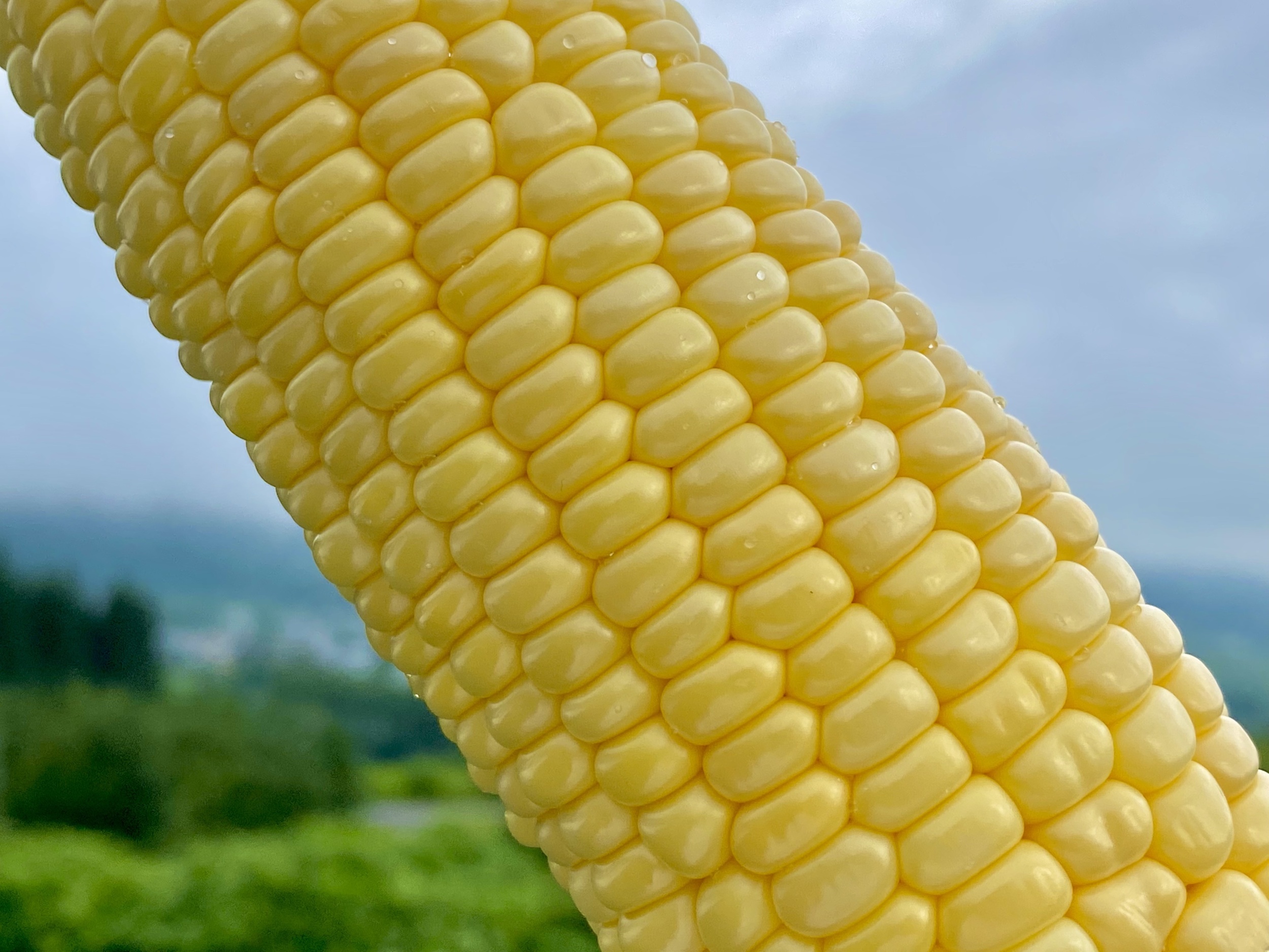 菅平のとうもろこし